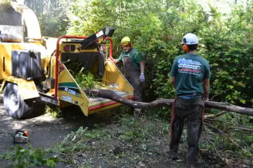 tree services Stephens